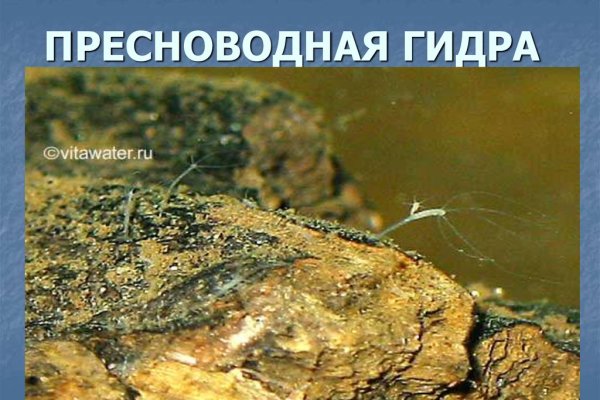 Ссылка на кракен в тор браузере