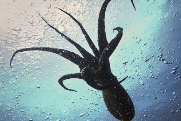 Кракен вход ссылка kraken torion net