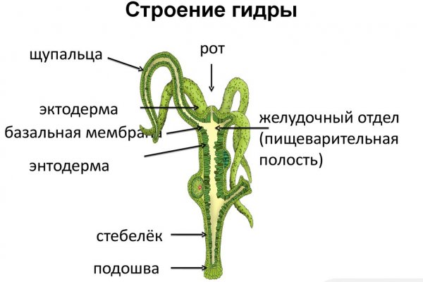 Kraken place